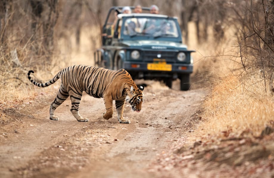 Jaipur to Ranthambore Wildlife Package