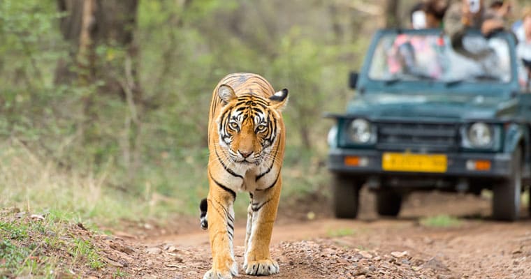 Jaipur To Ranthambore Wildlife Package